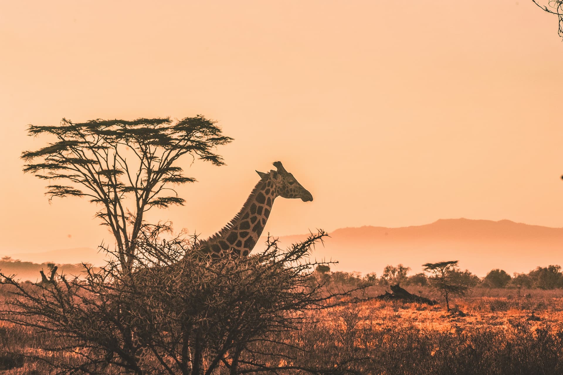 Giraffe in African landscape