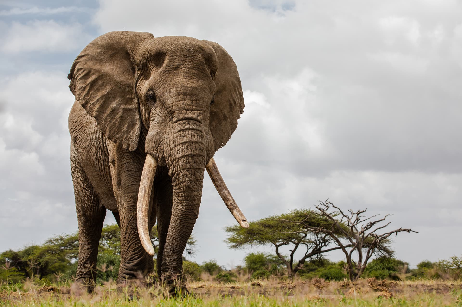 Elephant in Kenya