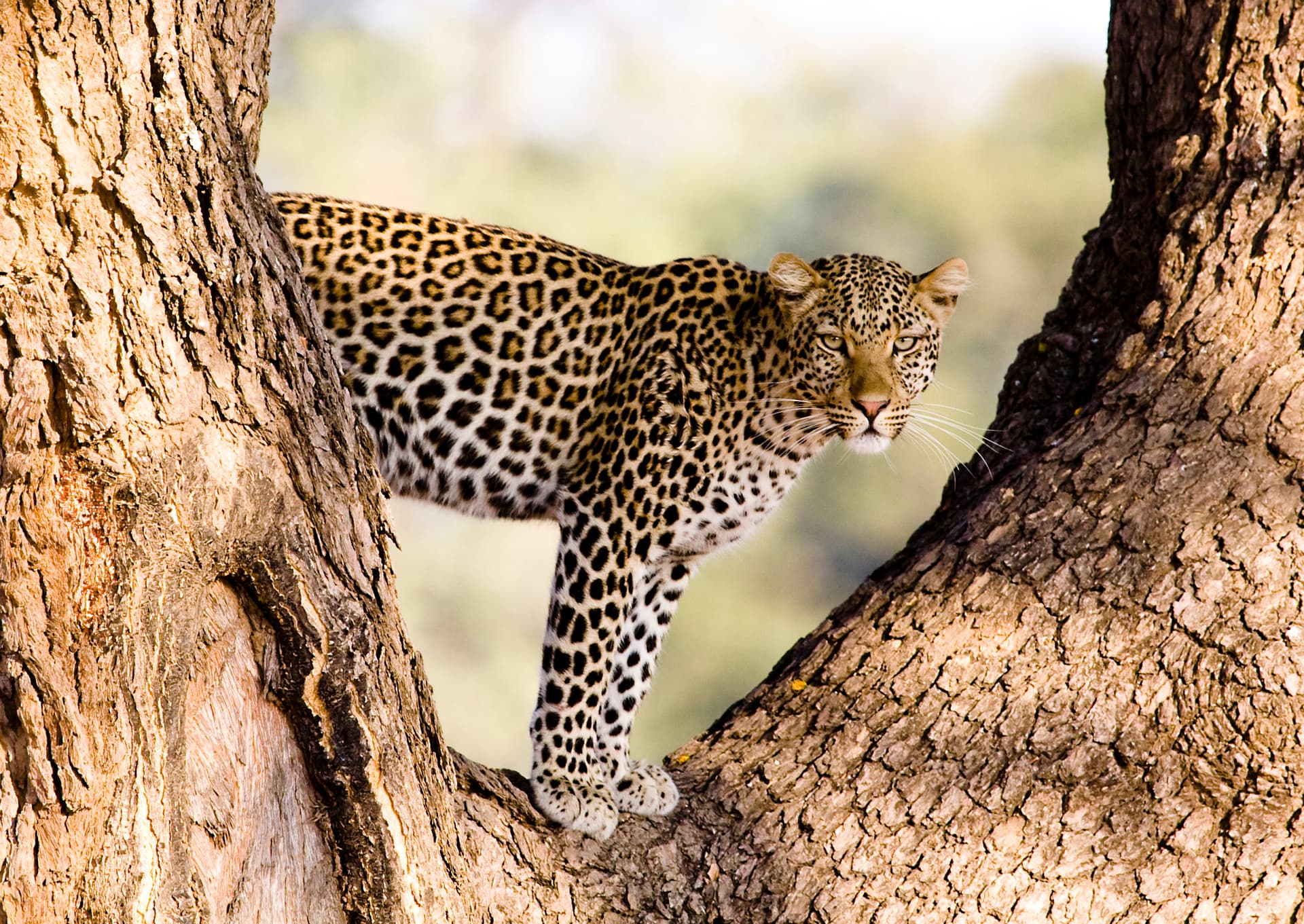 Leopard watching